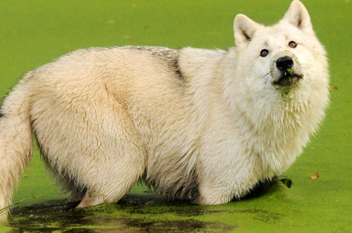 Impact! Foundation Logo This is the Impact! Foundation logo.