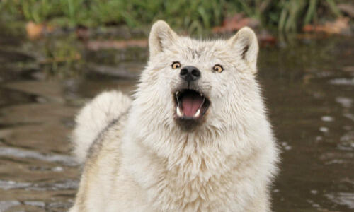 Impact! Foundation Logo This is the Impact! Foundation logo.