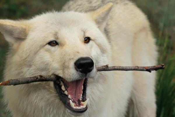 This is the Impact! Foundation logo.