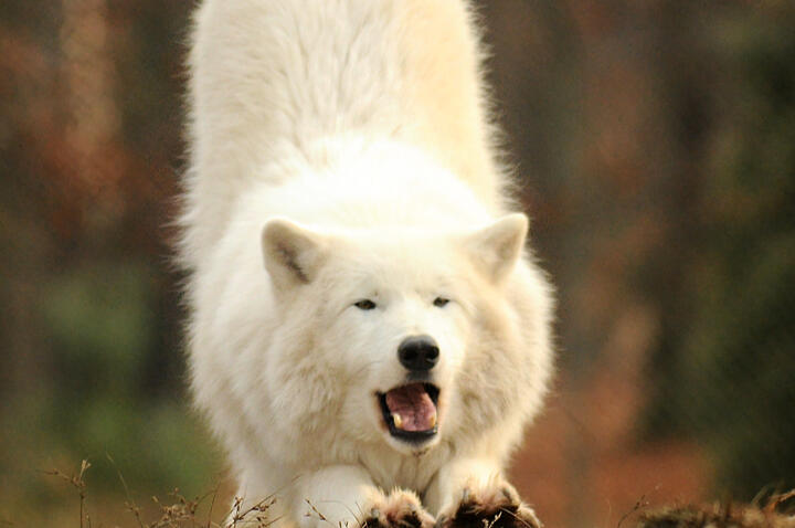 Impact! Foundation Logo This is the Impact! Foundation logo.