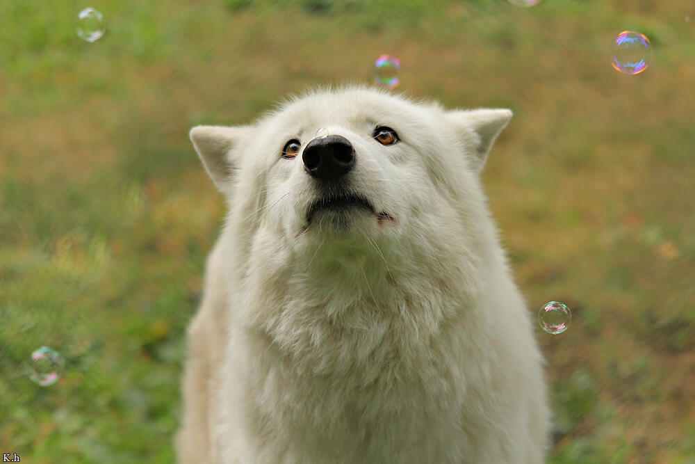 Impact! Foundation Logo This is the Impact! Foundation logo.