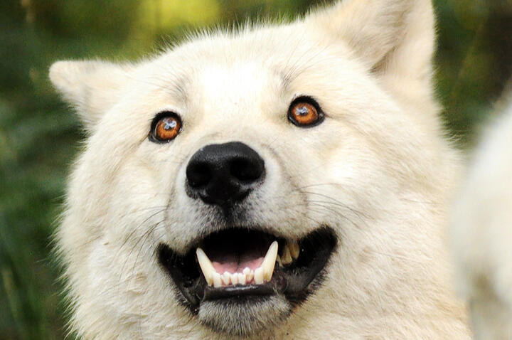 This is the Impact! Foundation logo.