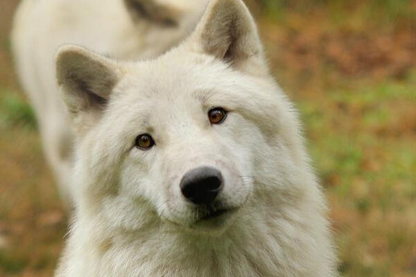 This is the Impact! Foundation logo.