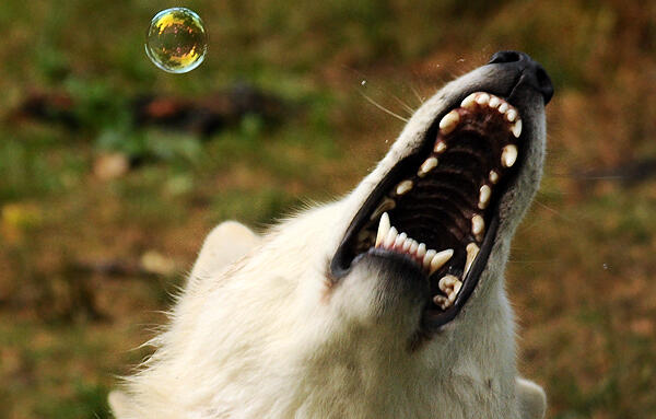 This is the Impact! Foundation logo.