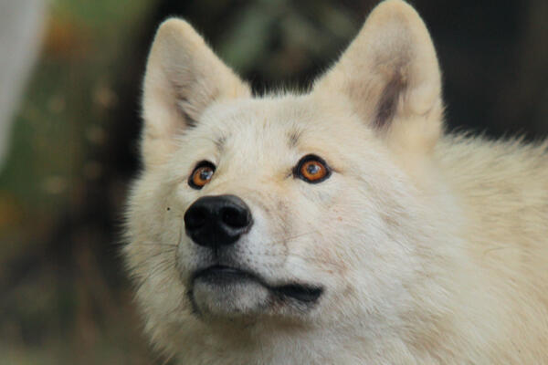 Impact! Foundation Logo This is the Impact! Foundation logo.